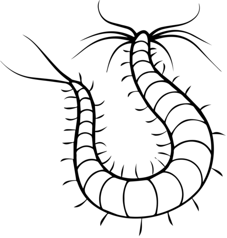 Platynereis Polychaete Worm Coloring Page